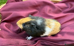 Guinea Pig rodents for sale: Adorable Litter Baby Guinea Pigs - boys / Girls  - Image 5