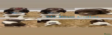 English Springer Spaniel Mr Blue
