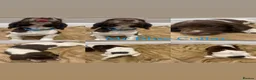 English Springer Spaniel dogs for sale: KC Registered English Springer Spaniel Puppies - Advert 4