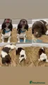 English Springer Spaniel Mr Blue