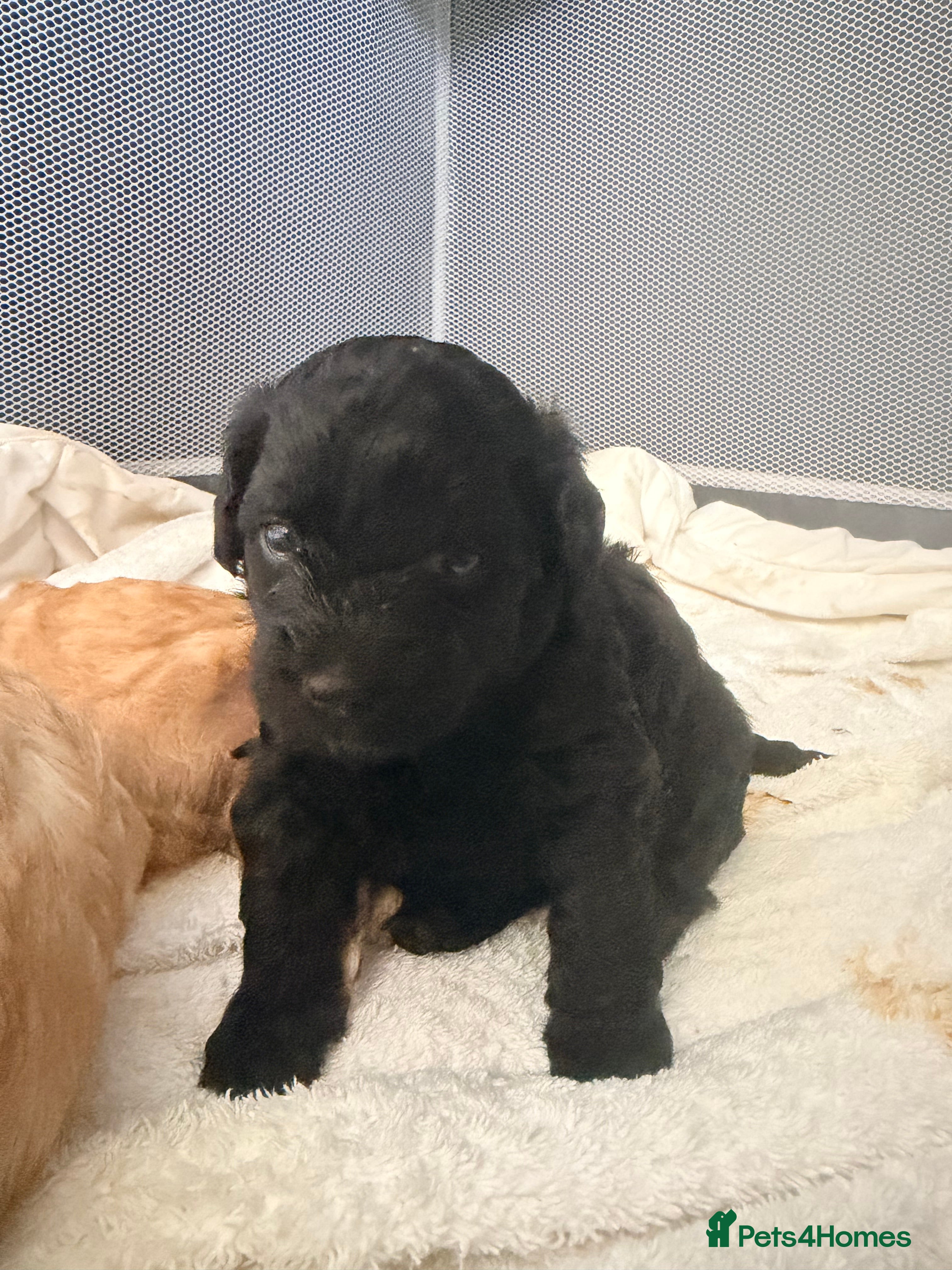 Mixed Breed dogs Beautiful Poochon puppies - Advert 2