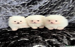Pomeranian dogs for sale: Top Quality 🐼 Championship Lines - Image 1