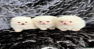 Pomeranian dogs - Advert 11
