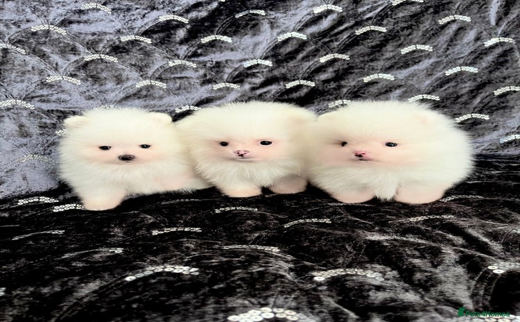 Pomeranian dogs - Advert 8