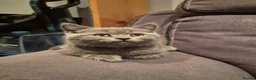 British Shorthair cats for sale: 6 Beautiful BSH Kittens - Advert 3