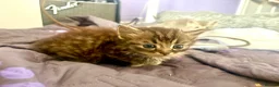 Mixed Breed cats for sale: Fluffy Kittens For Sale in Barry - Advert 12