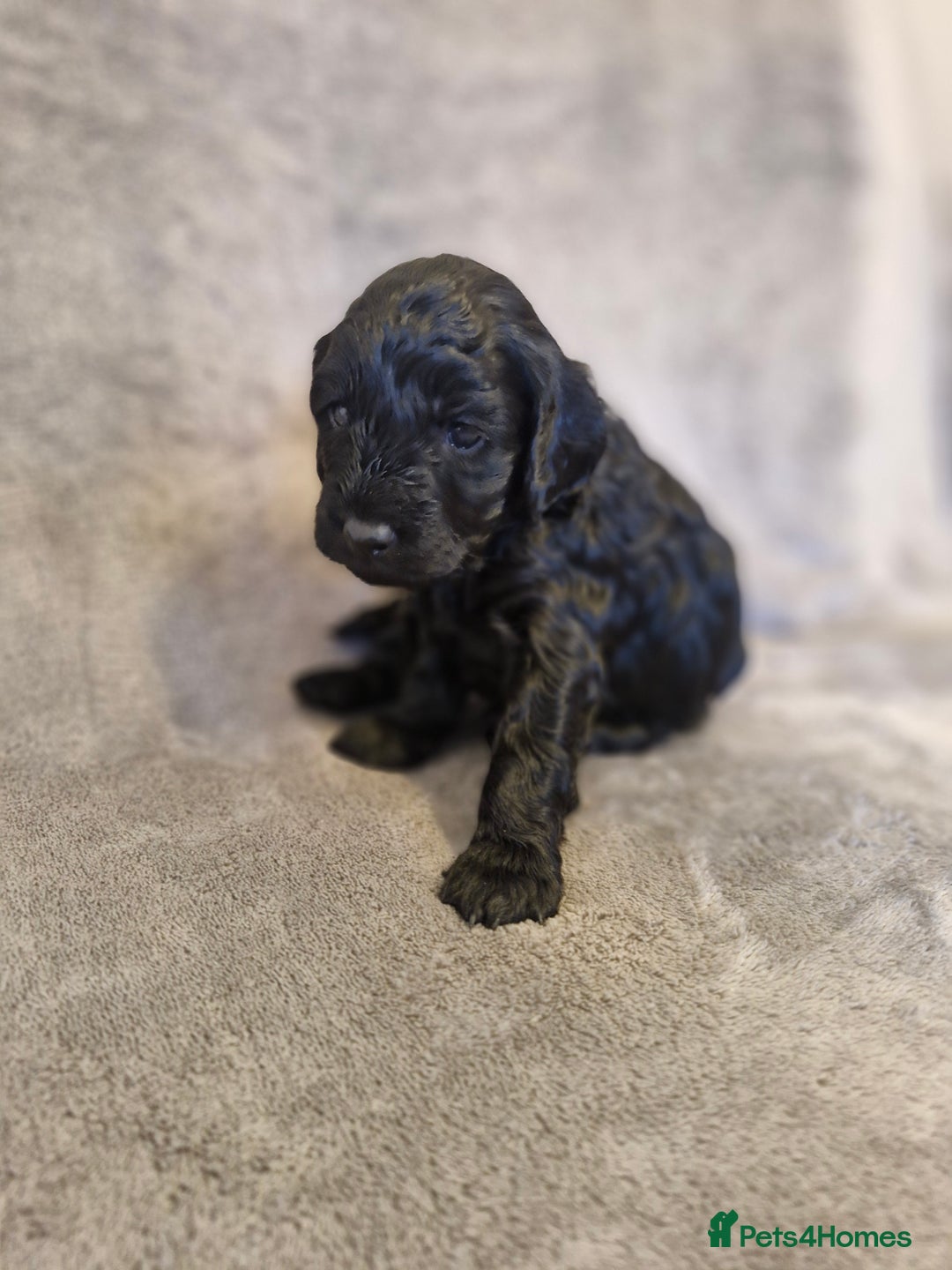 Cockapoo dogs for sale:  F1B COCKAPOO  - Image 6