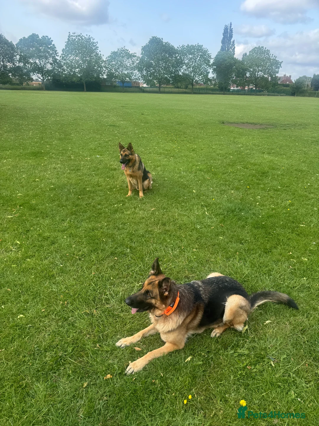 German Shepherd dogs for stud: Simba in Doncaster - Advert 10