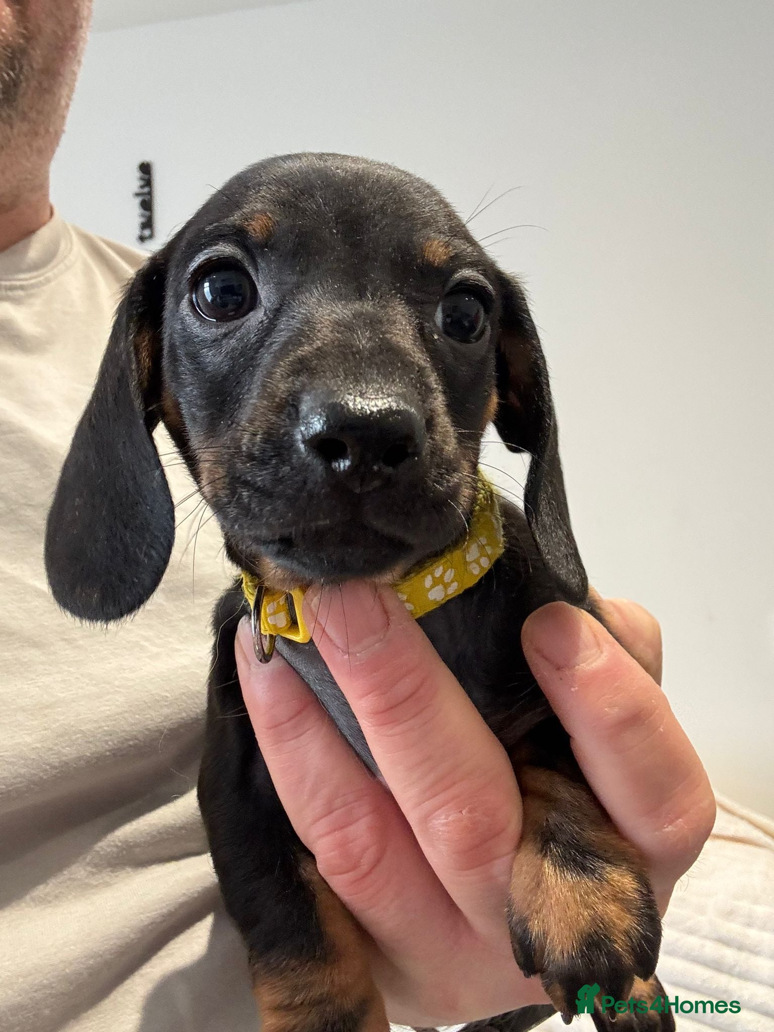 Miniature Dachshund dogs 1 Adorable miniature dachshund puppies - Advert 6