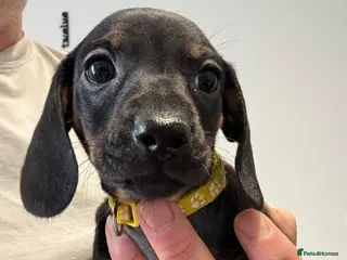 Miniature Dachshund dogs 1 Adorable miniature dachshund puppies - Advert 14