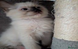 Ragdoll cats for sale: GCCF registered stunning healthy kittens - Image 6