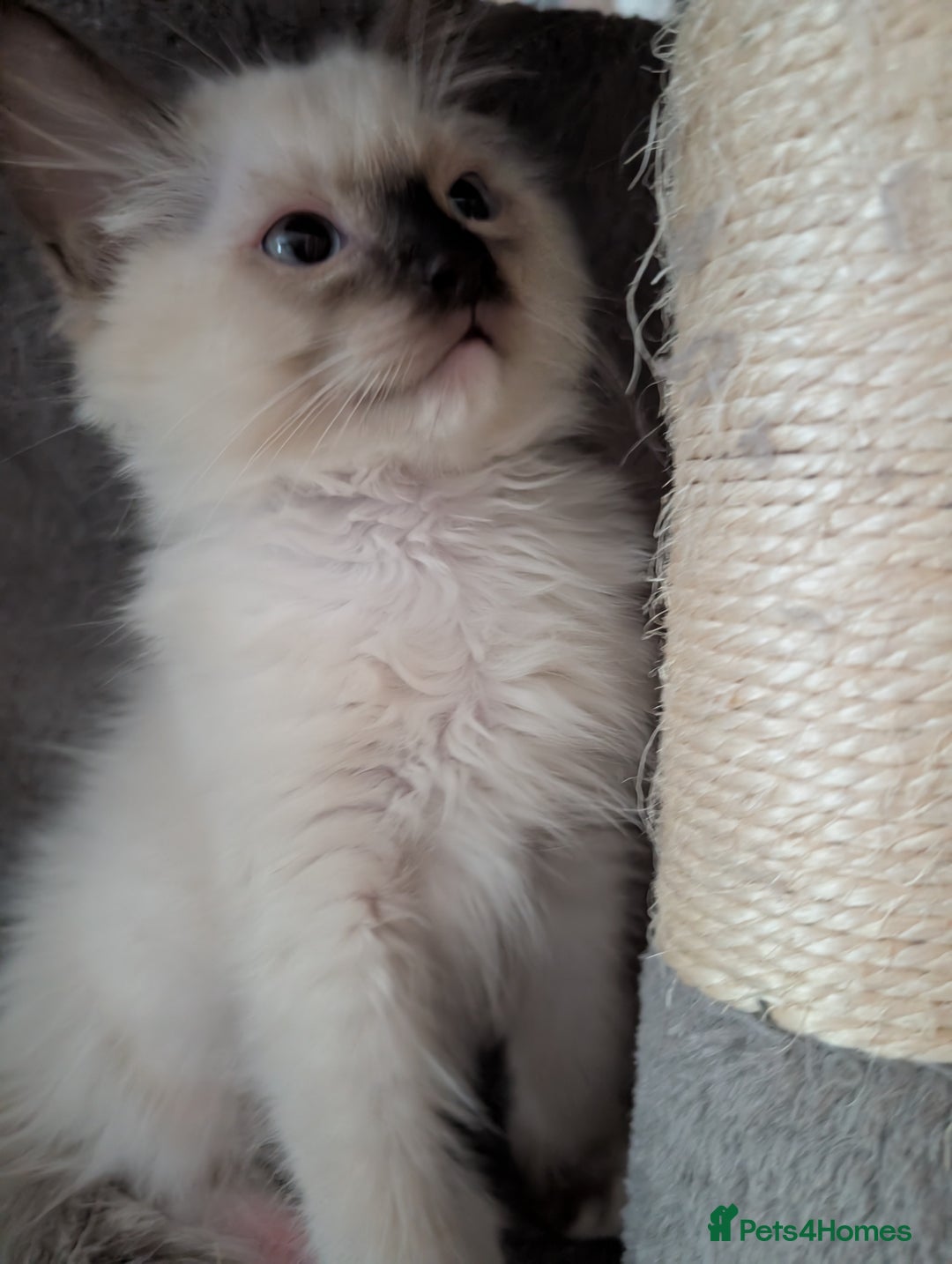 Ragdoll cats for sale: GCCF registered stunning healthy kittens - Image 6