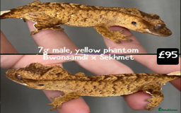 Gecko reptiles for sale: Crested and Leopard geckos available - Advert 11