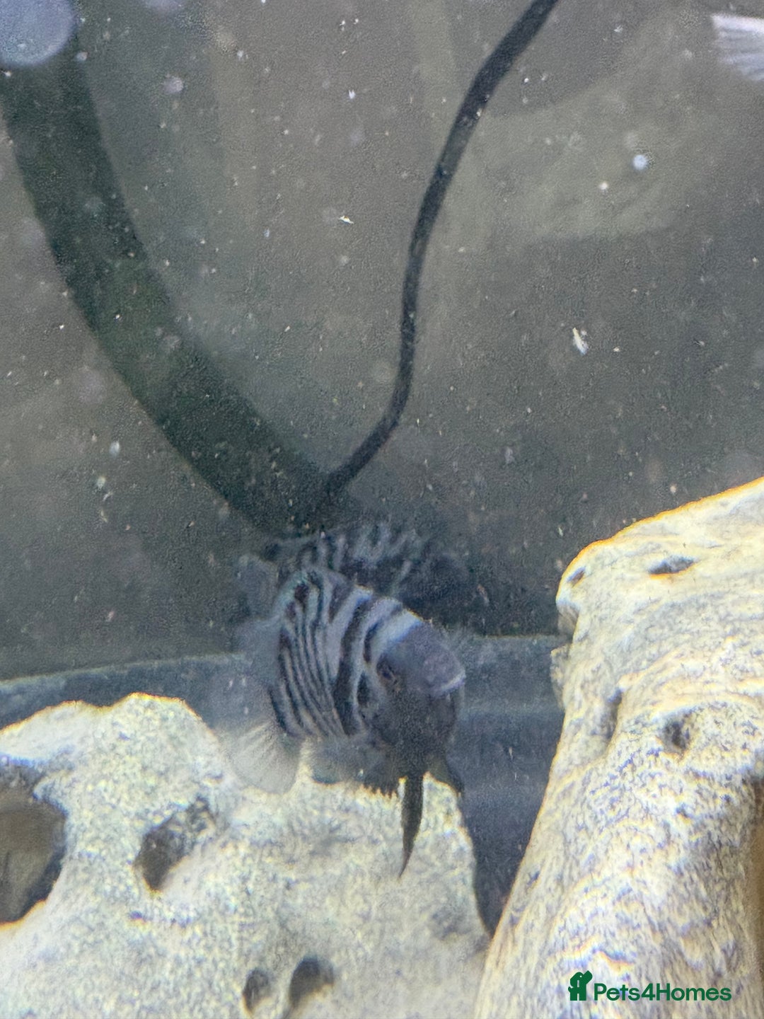 Cichlids fish for sale: Convict cichlids  - Advert 5