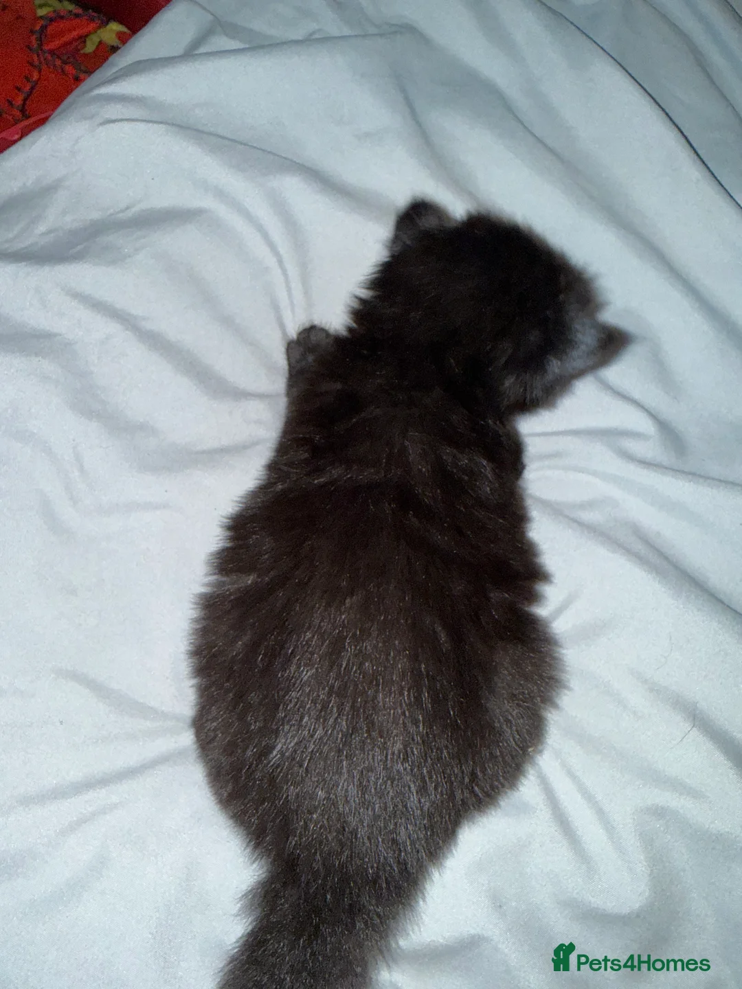 Mixed Breed cats for sale: Mixed bread kittens for sale  - Advert 3
