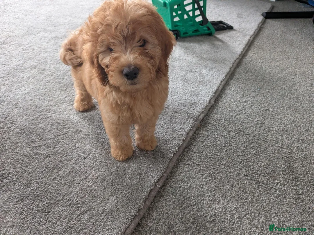 Labradoodle dogs for sale: Stunning F2 labradoodles ready now * 3 left* - Advert 1