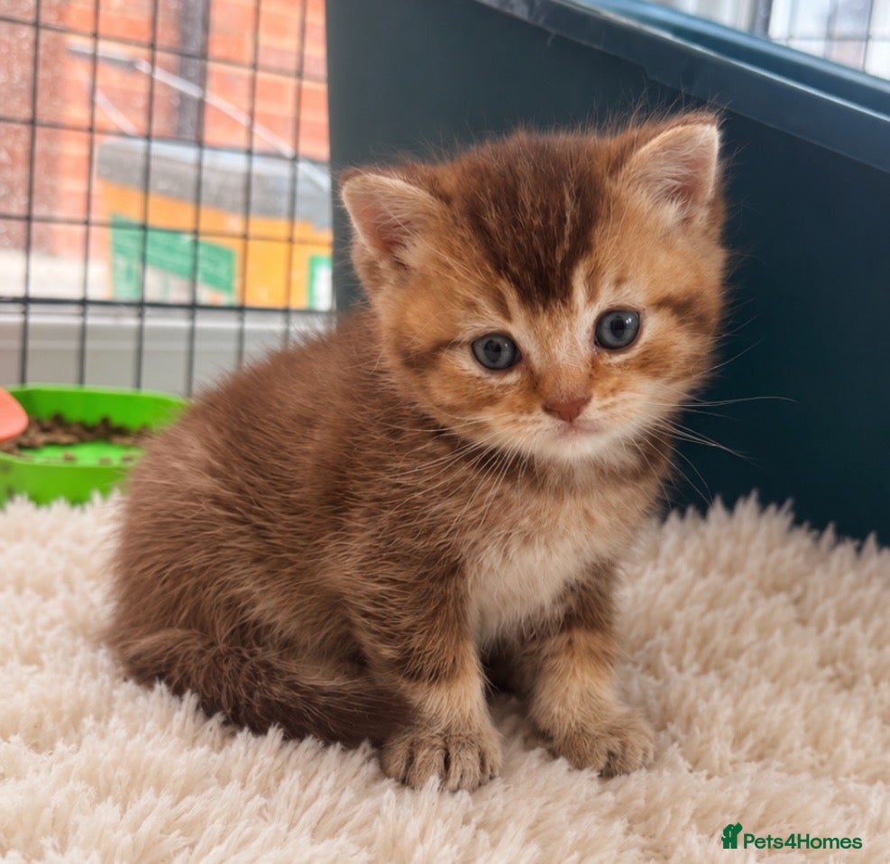 British Shorthair cats Cinnamon golden boy - Advert 14