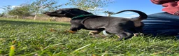 Dobermann dogs for sale: KC  reg Dobermann puppies  - Advert 6
