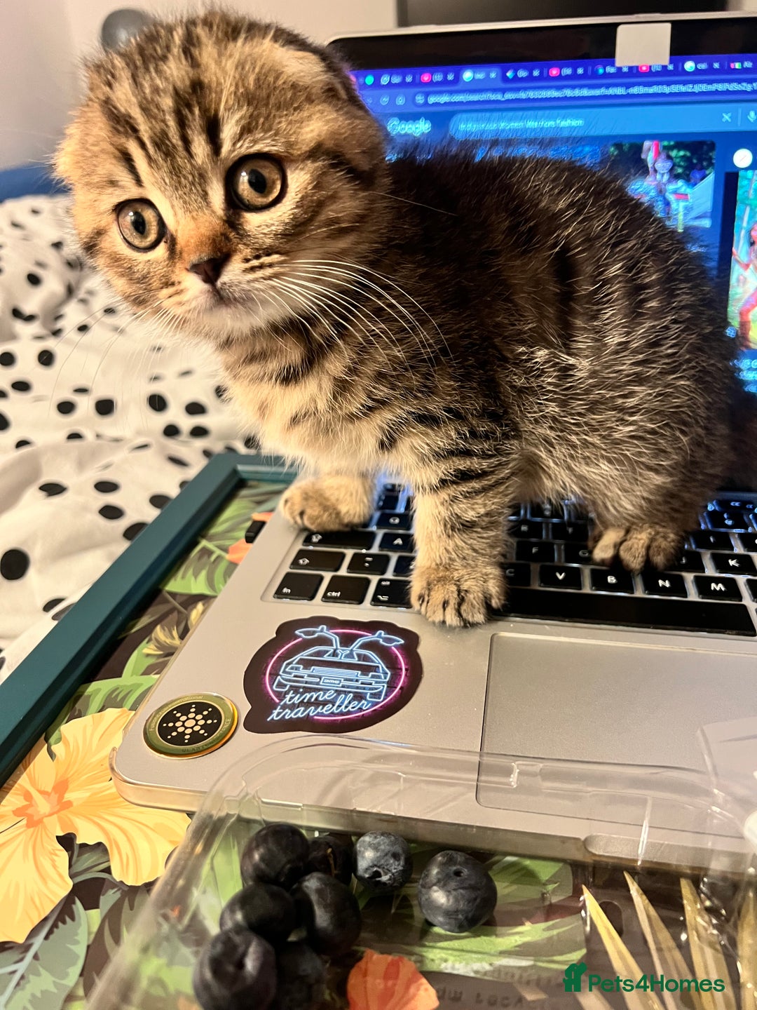 Scottish Fold cats for sale: Adorable Scottish Fold Baby Boy - Advert 2