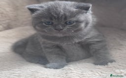 British Shorthair cats for sale: Beautiful Active Male Kitten for Sale – Blue - Image 7
