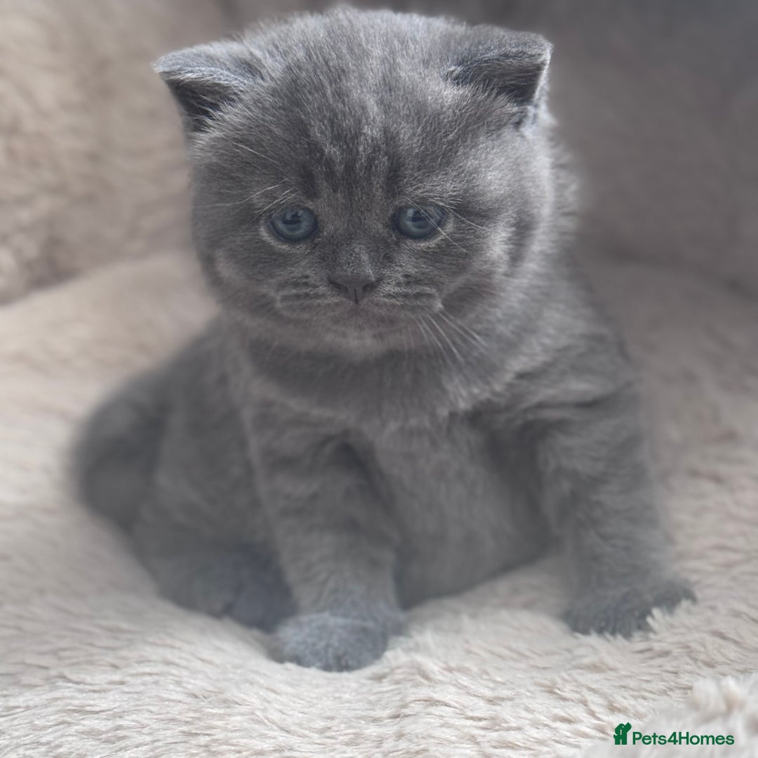 British Shorthair cats for sale: Beautiful Active Male Kitten for Sale – Blue - Image 7
