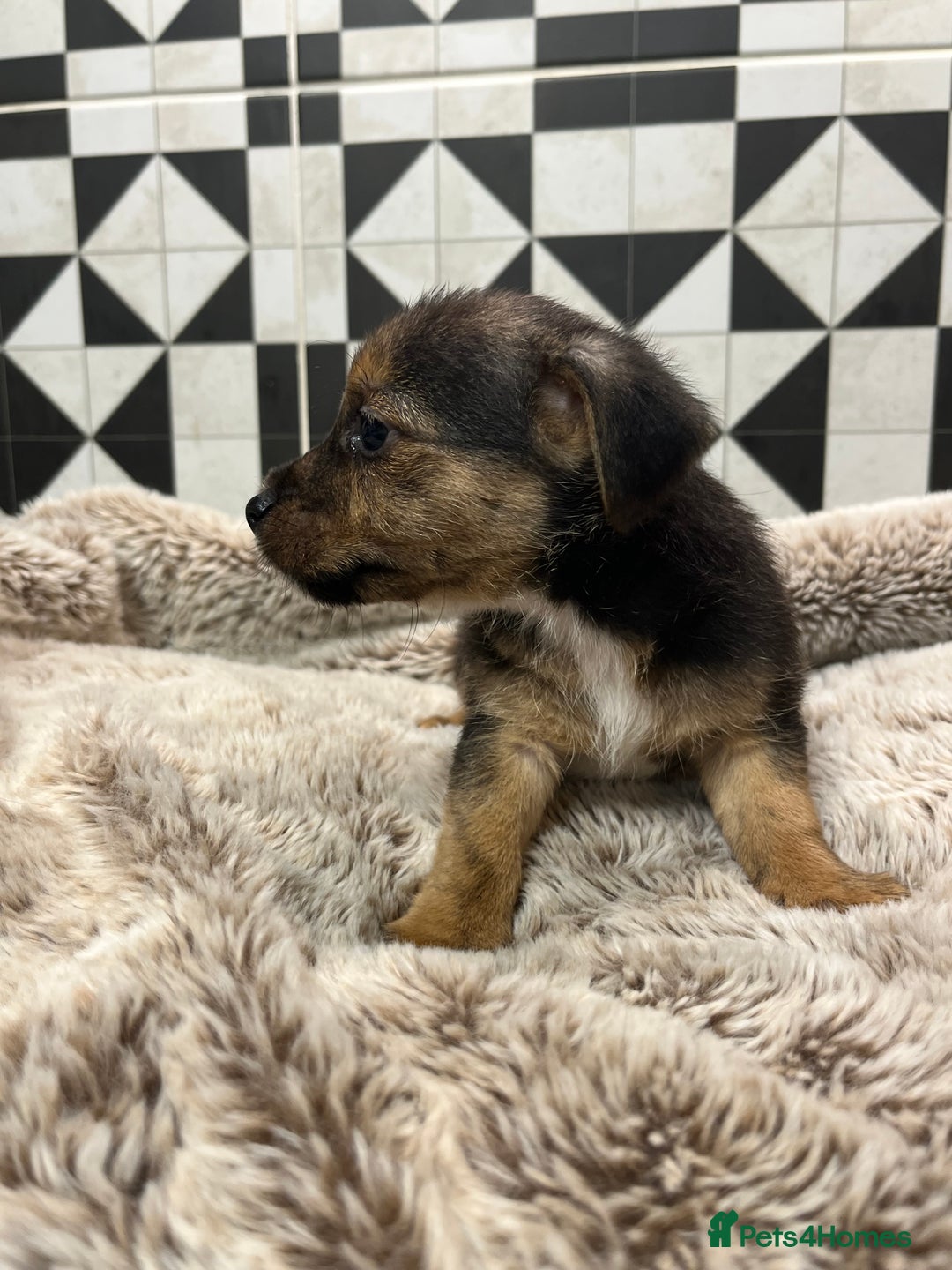 Jack Russell dogs for sale: Jack Russell pups for sale - Advert 2