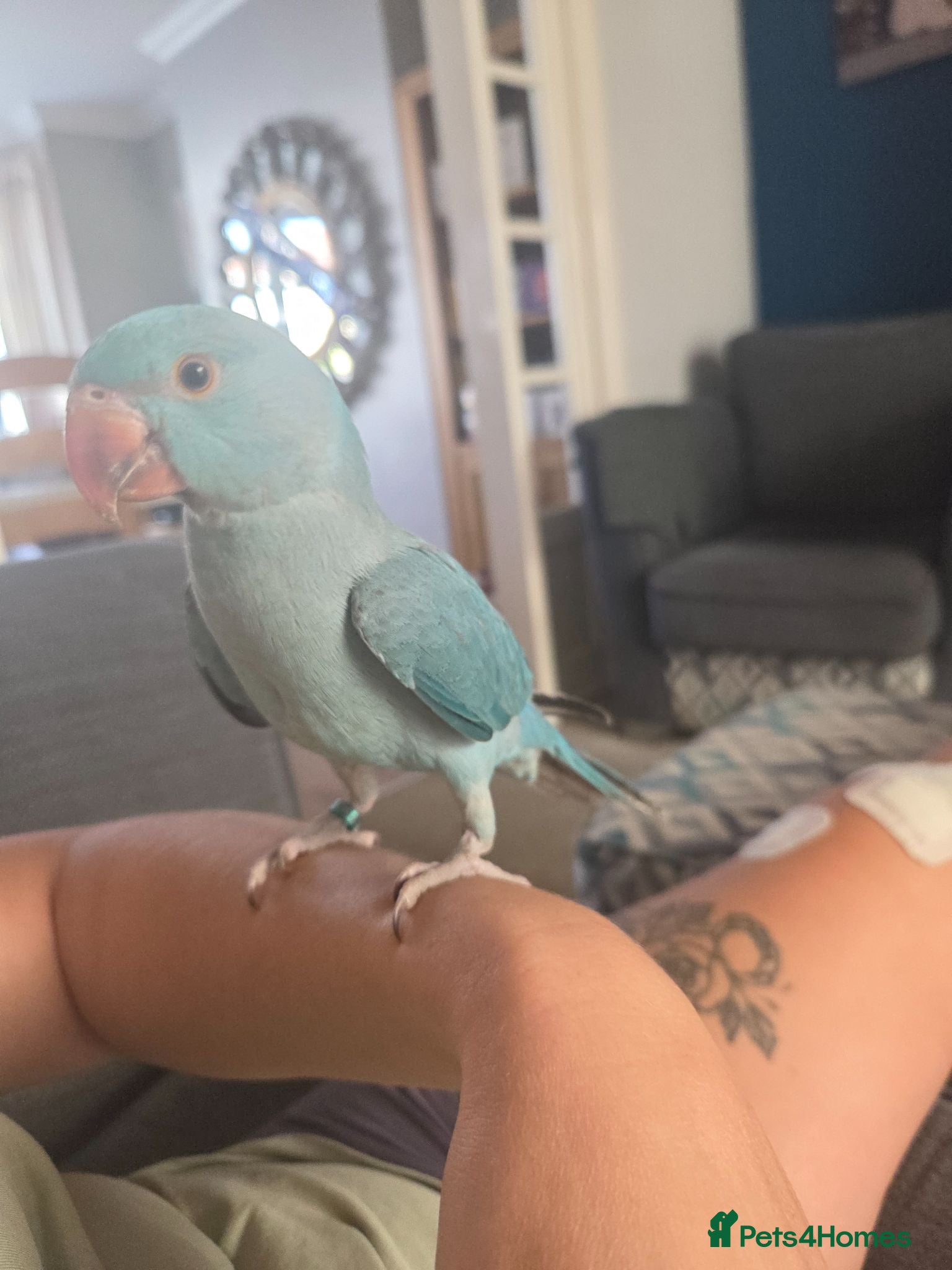 Ringnecks birds Hand reared Baby indian ring neck parrot - Advert 2