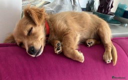 Mixed Breed dogs for adoption: Little (Tiny) Lady - Image 20