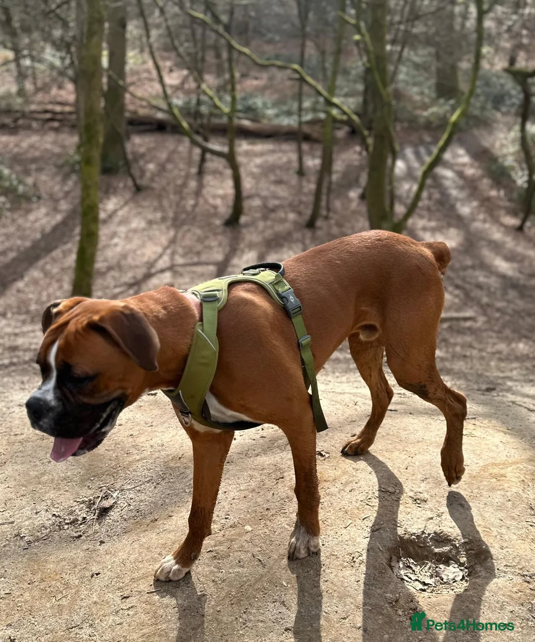 Boxer dogs for sale: 7 month old male Boxer puppy for sale - Advert 4