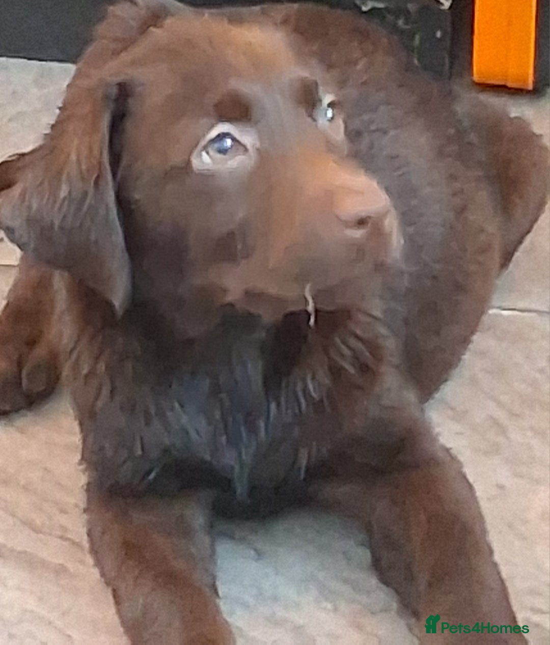 Labrador Retriever dogs for sale: Stunning big pedigree labrador puppies - Advert 10