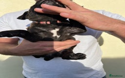 Staffordshire Bull Terrier dogs for sale: Gorgeous black brindle Staffy pups KC - Image 7