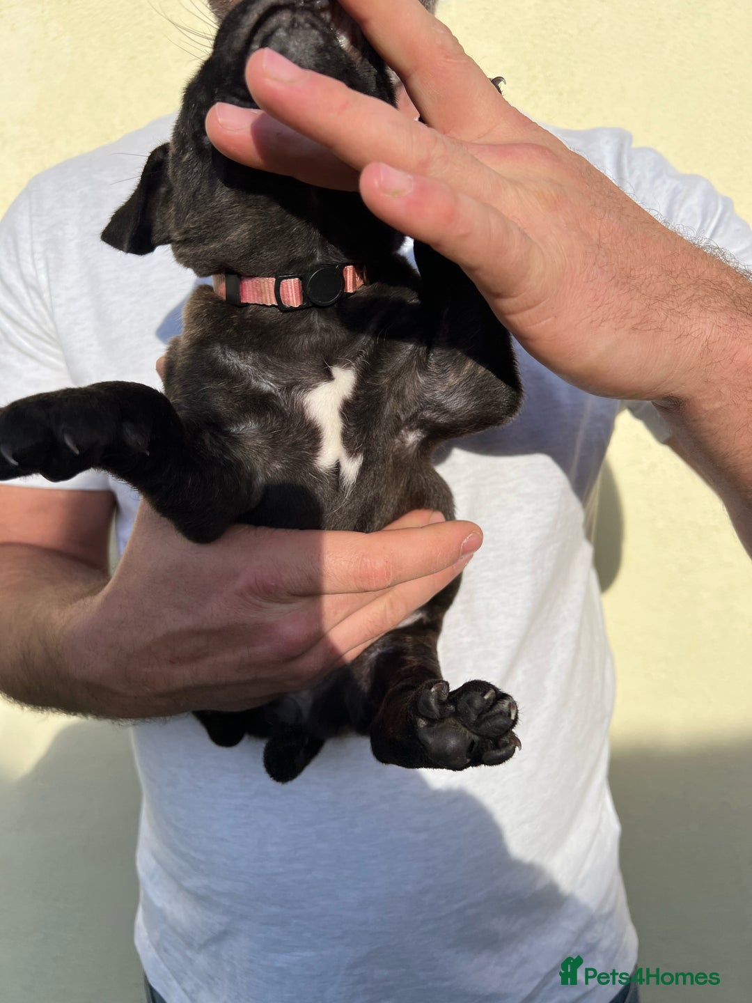 Staffordshire Bull Terrier dogs for sale: Gorgeous black brindle Staffy pups KC - Image 7
