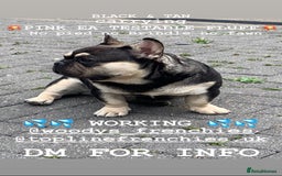 French Bulldog dogs for stud: EA husky/Pink/Testable/fluffy Frenchie stud - Image 4