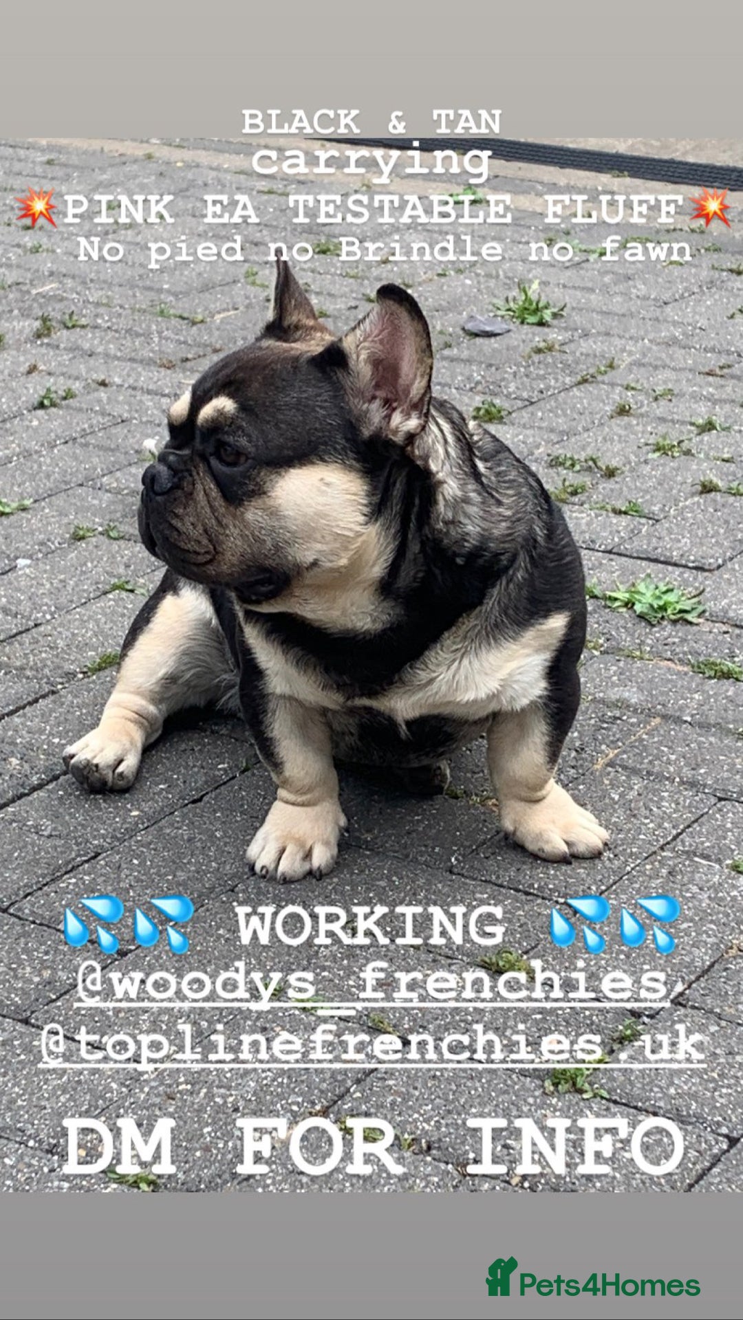 French Bulldog dogs for stud: EA husky/Pink/Testable/fluffy Frenchie stud - Image 4