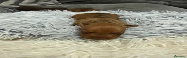 Miniature Dachshund 3