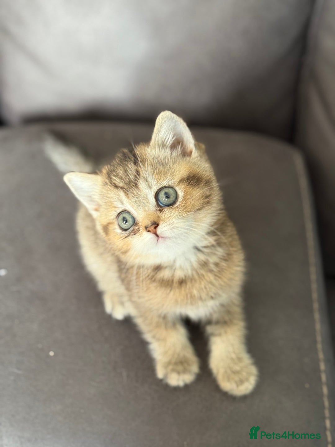 British Shorthair cats for sale: Beautiful GCCF kittens from champion lines  - Image 13