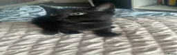 Mixed Breed cats for sale: Two kittens female for sale - Advert 5