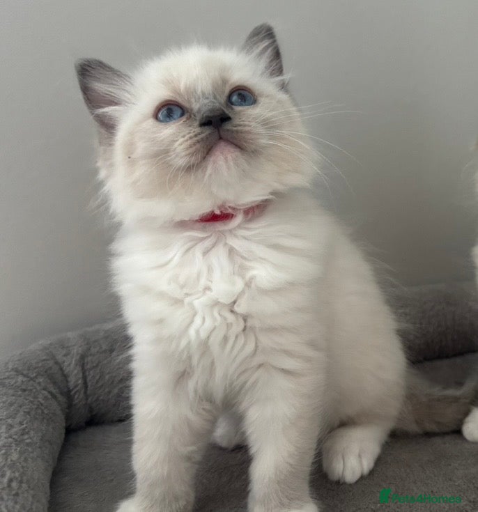 Ragdoll cats 😻❤️AMAZING QUALITY PEDIGREE RAGDOLL KITTENS ❤️😻 - Advert 2