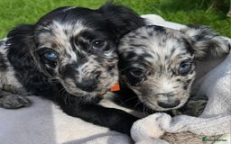 Cocker Spaniel dogs for sale: 3 beautiful working cocker spaniel puppies  - Image 1