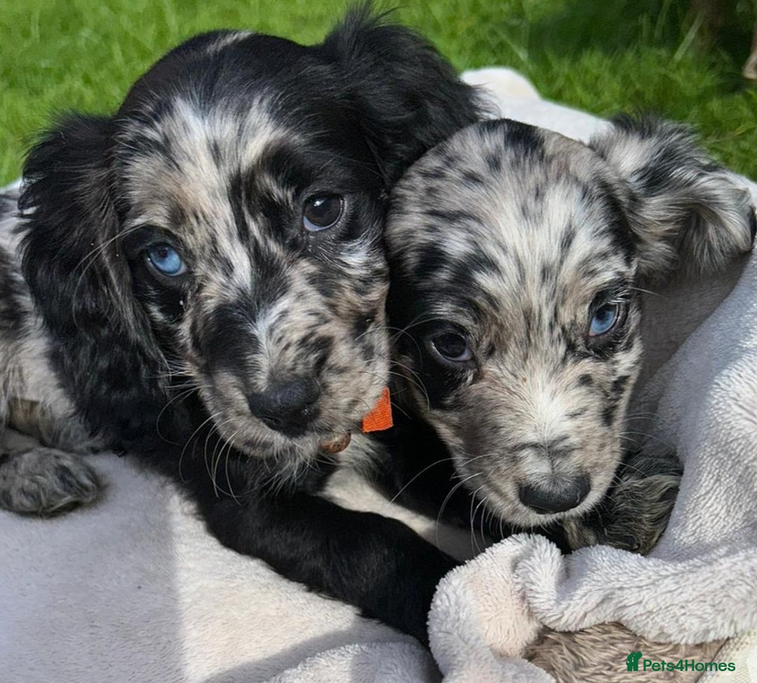 Cocker Spaniel dogs for sale: 3 beautiful working cocker spaniel puppies  - Image 1