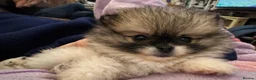Pomeranian dogs for sale:  Beautiful Pomeranian Girls  - Advert 10