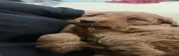 Cockapoo dogs for sale: FULLY HEALTH TESTED COCKAPOOS - Advert 4