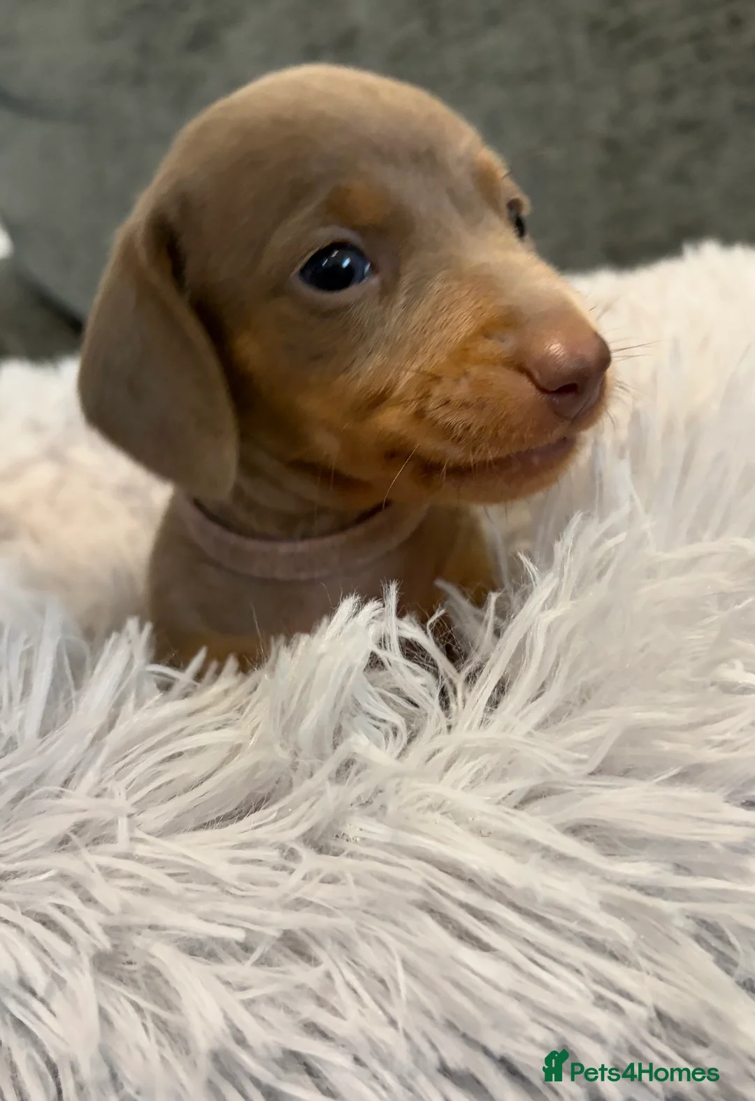 Miniature Dachshund dogs for sale: KC registered miniature dachshund pups smooth coat - Advert 8