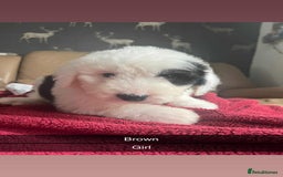 Old English Sheepdog dogs for sale: KC Registered Old English Sheepdog Pups - Image 6
