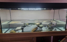 Turtle reptiles for sale: Turtles - Image 2