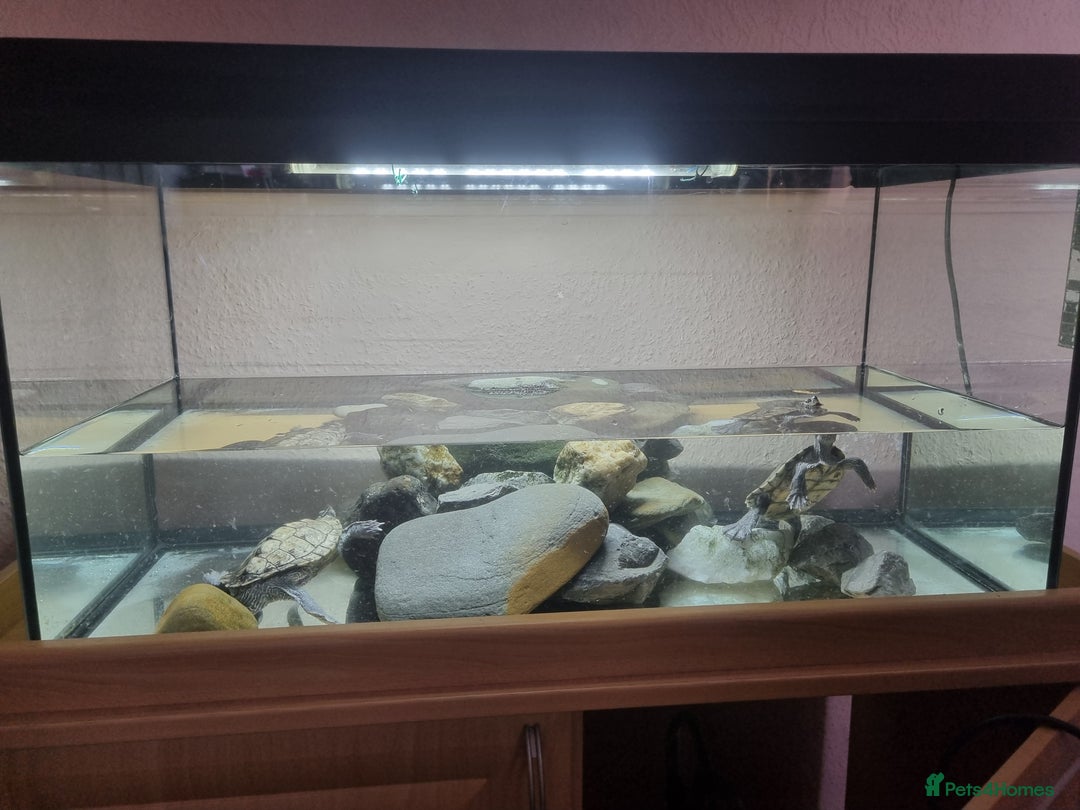 Turtle reptiles for sale: Turtles - Image 2