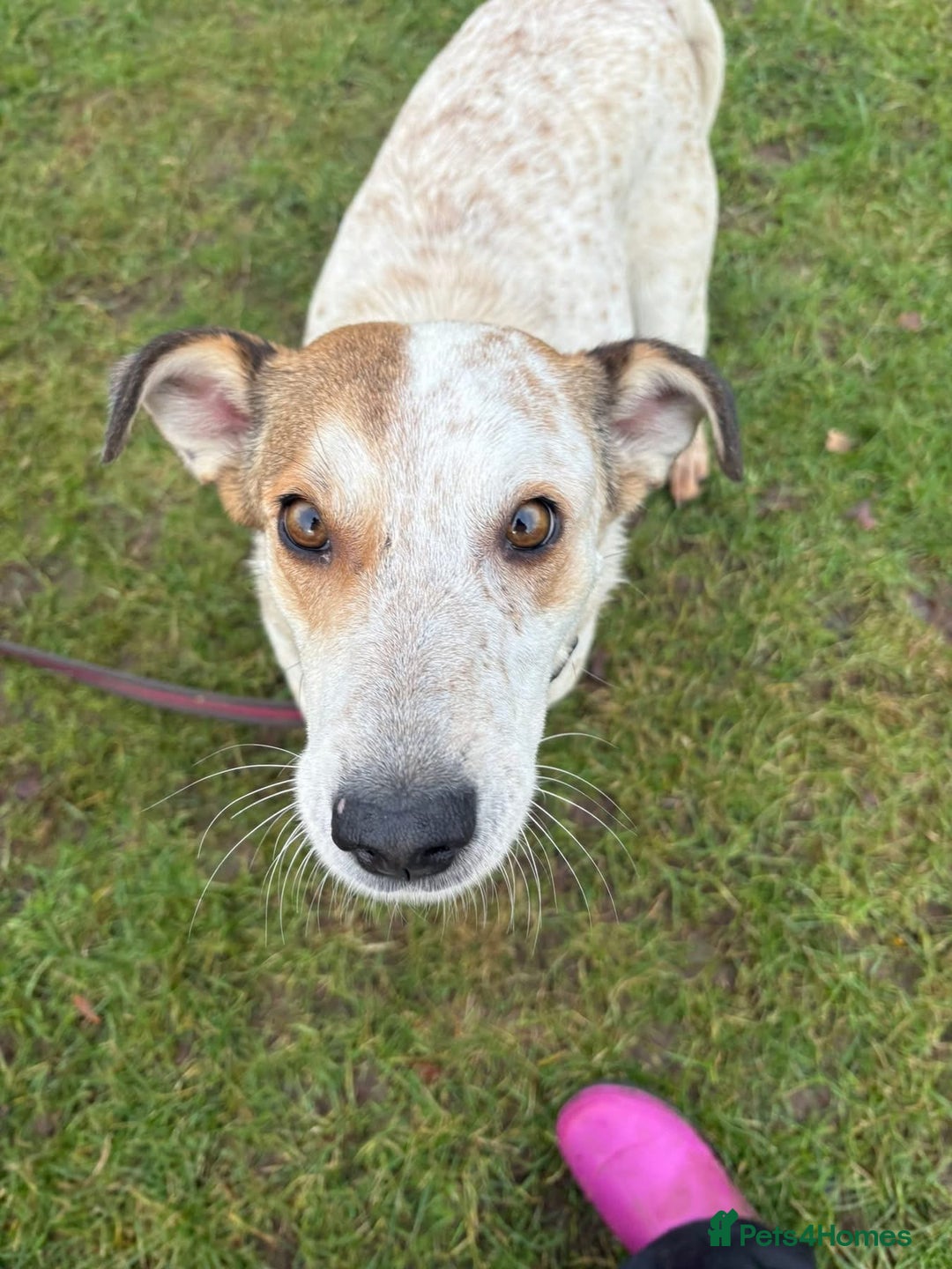 Mixed Breed dogs for adoption: Trinity - Norwich Norfolk  - Advert 3