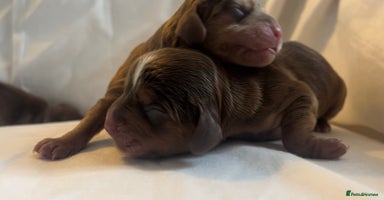 Cocker Spaniel dogs - Advert 4
