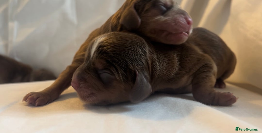 Cocker Spaniel dogs for sale: 🐶💕Newborn baby cockers💕🐶 - Image 5