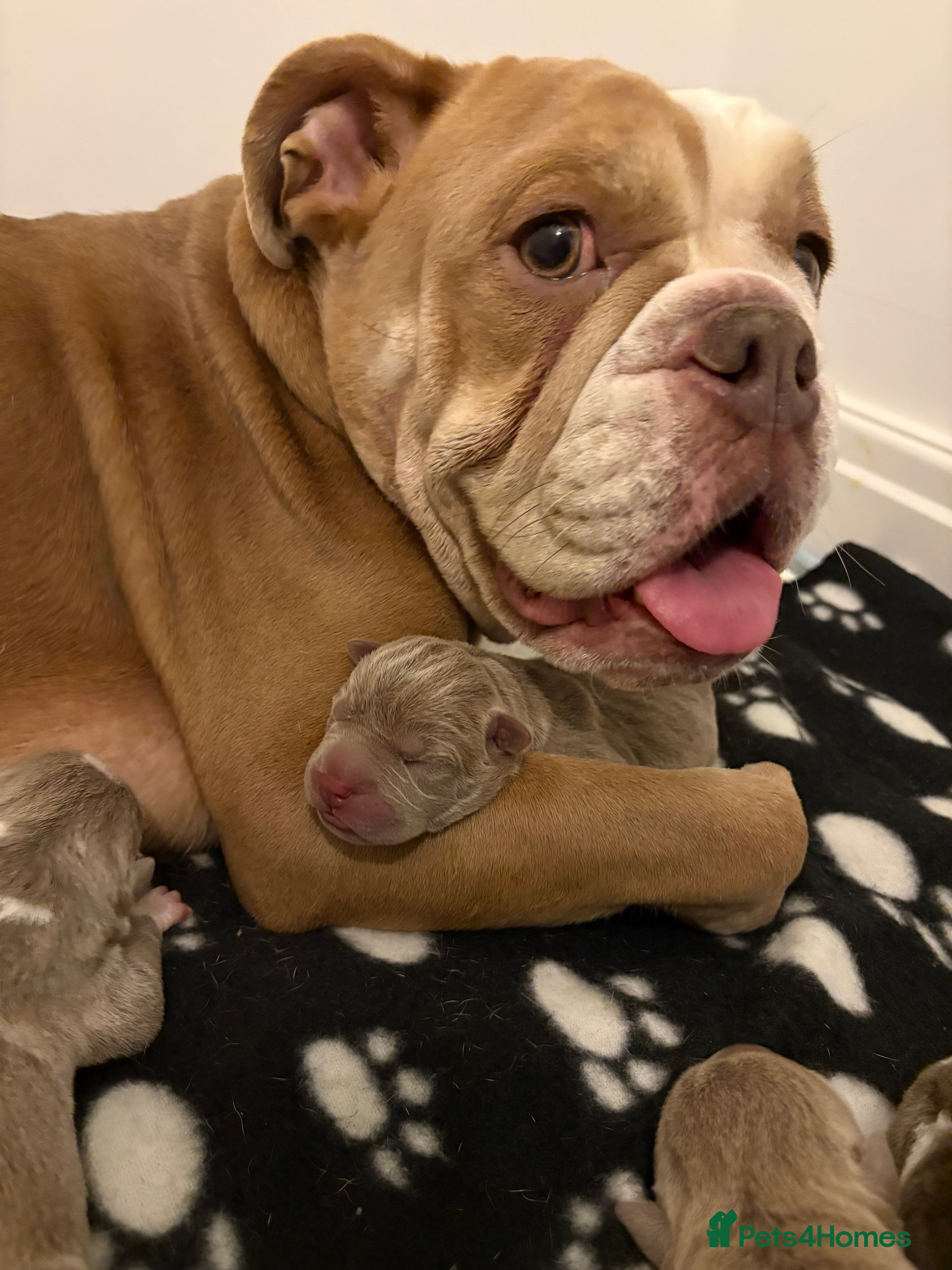 Mixed Breed dogs Bull-pei pups 🐶  - Advert 5